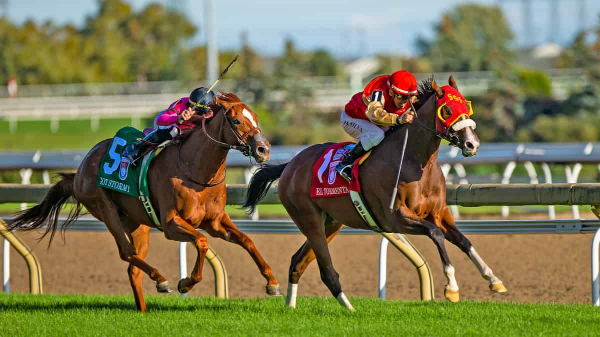 Woodbine Mile Odds: Master of the Seas Is the One to Beat This Saturday