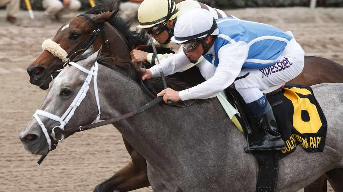 Fountain of Youth Stakes: Race Analysis and Odds for Gulfstream Park This Saturday