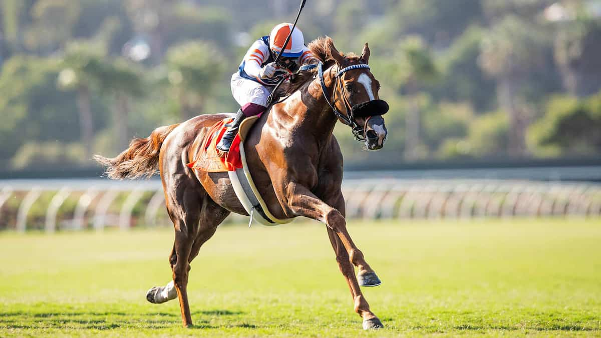 Sorrento Stakes Predictions, Betting Odds, Picks (Del Mar)