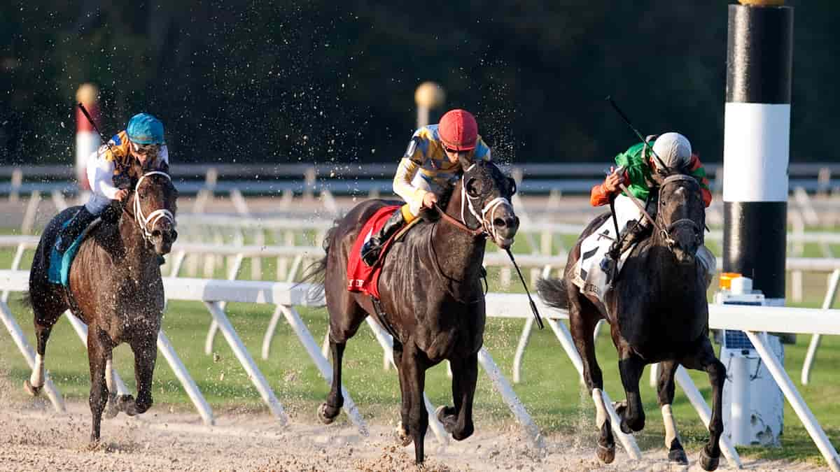 Tampa Bay Derby: Tapit’s Trice Figures to Be a Clear Favorite