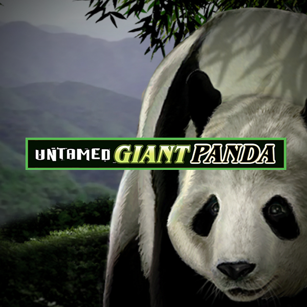 Image for Untamed giant panda Mobile Image